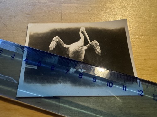 Photo unidentified pelican - photo,