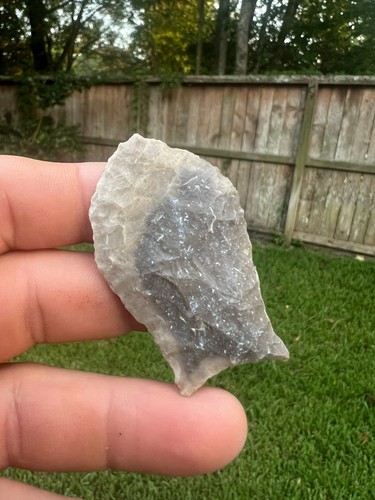 Texas pelican paleo - pelican,