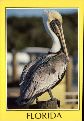 Florida brown pelican sits - florida, on