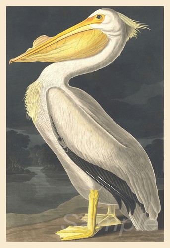 White pelican vintage - vintage, art