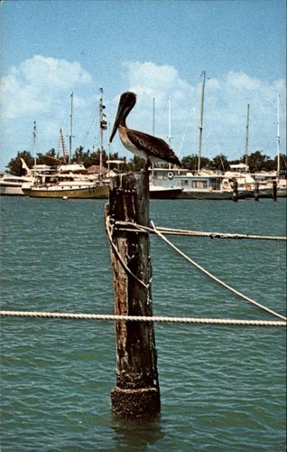 Pelican miami florida vintage - miami,