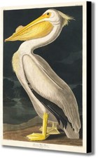 American White Pelican by John
