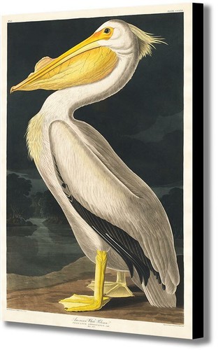 American white pelican - pelican, by
