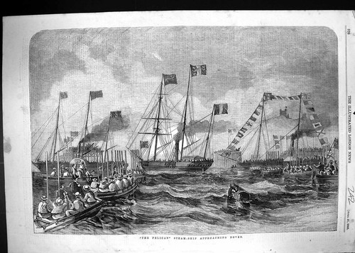 Old antique print - print, pelican