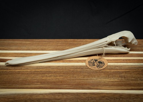 Scaled down pelican skull - scaled,